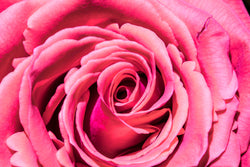 Pink Rose