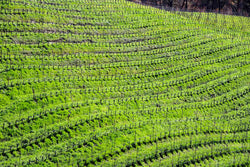 Curvy Vines II