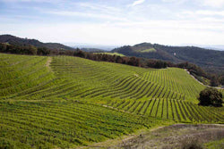 Sonoma Views