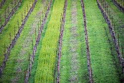 Vines and Lines