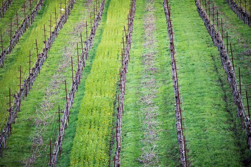 Vines and Lines