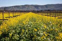 Mustard