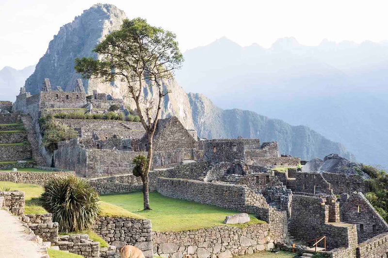 Machu Picchu Tree