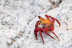 Copy of Galapagos Crab II