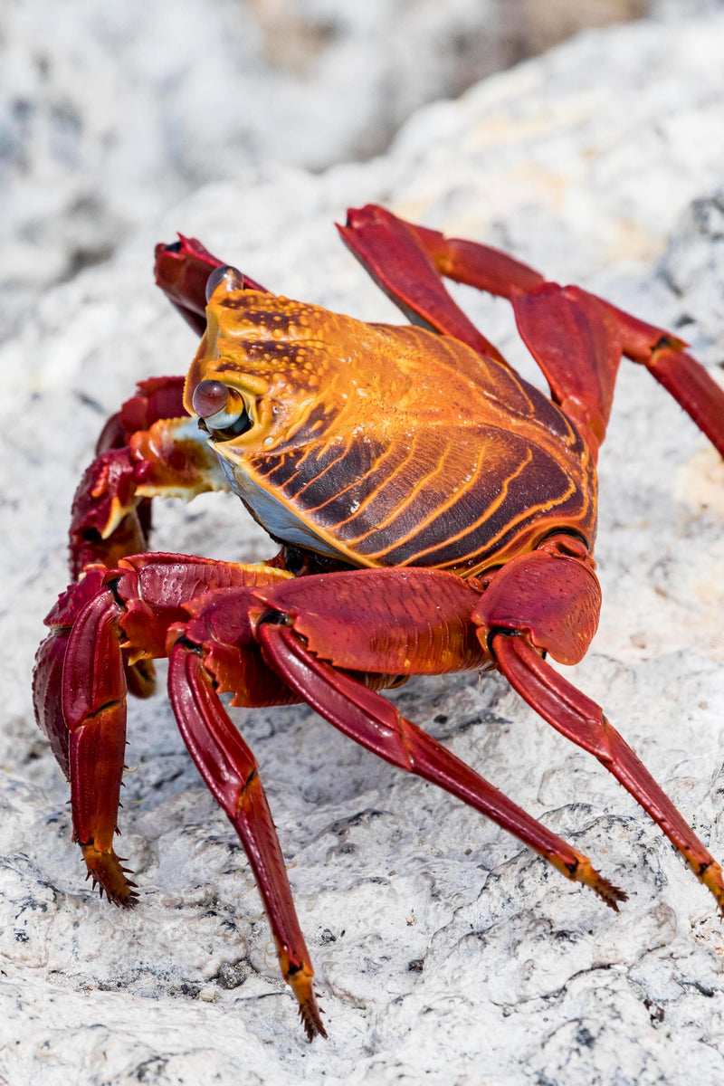 Galapagos Crab I