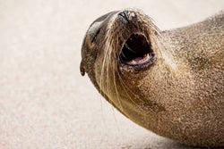 Sleepy Sea Lion