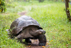 Giant Tortoise IV