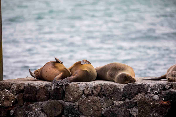 Lazy Sea Lions