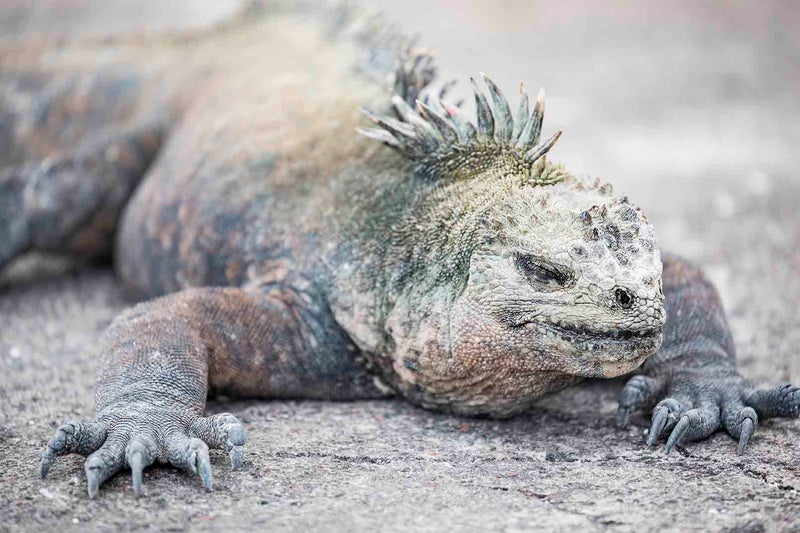 Iguana IV