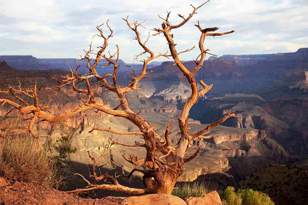 Lone Tree